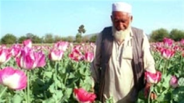 An Afghan man walks through a poppy field in the Nangharhar province of Afghanistan in March 1999. Opiate narcotics from such fields might help doctors and patients around the world, but more often also end up in criminal hands