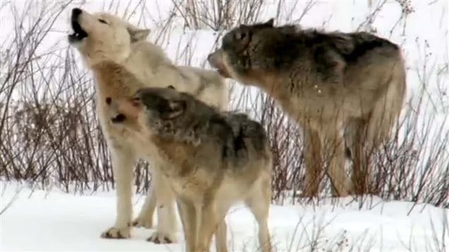 Present day Grey wolves. Many domestic dogs retain some DNA from a variety of regional wolf population from thousands of years ago. High Arctic Huskies retain from 1.5 to 17 percent DNA from and ancient extinct Siberian wolf