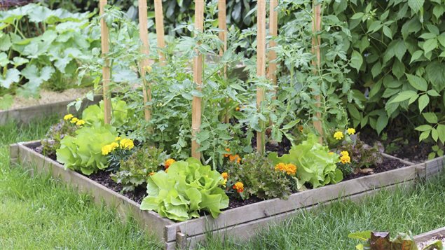 Faire son premier potager Faire son premier potager