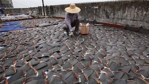 A worker collects pieces of shark fins dried on the rooftop of a factory building in Hong Kong in 2013 . 