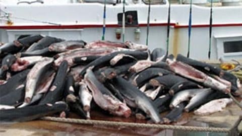 Example of illegal shark fishing in August 2011, Hundreds of sharks were seized from a Taiwanese fishing vessel in Palau 