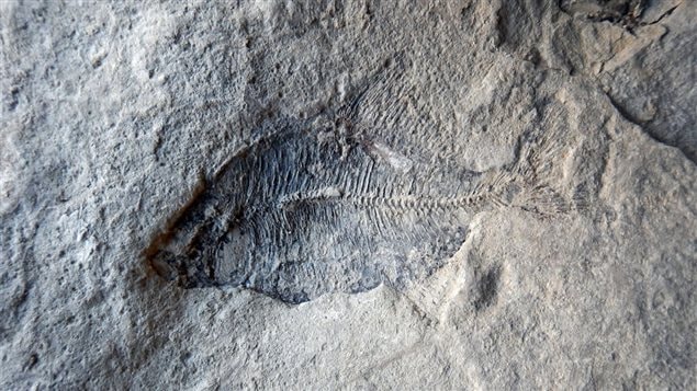 Un fossile de poisson retrouvé dans un très bon état.