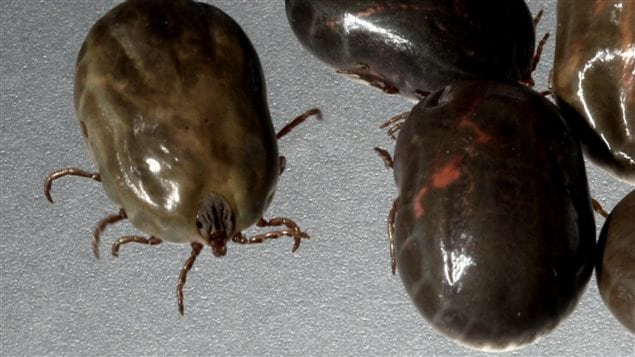 Comme définir que les parasites