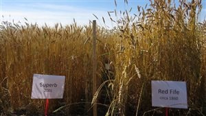 Using heritage and modern seeds, 37 varieties of wheat were grow ranging from Red Fife dating from 1860, to Superb from 2001. The newest variety tested was 2007. The crops were grown and analysed in 2013, and regrown and analysed again in 2014