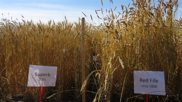 ancestral and modern varierties of wheat were grow ranging from red fife dating from 1860, to Superb from 2001. The newest variety tested was 2007. The crops were grown and analysed in 2013, and regrown and analysed for verification in 2014
