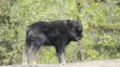 Assiniboine Park Zoo welcomed a baby musk ox on May 15 as well as two snow leopard cubs. The male calf is now on display at the zoo. 