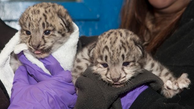 The two snow leopard cubs were born May 15 but have been kept  in private with their mother. They will remain away from the public for several more weeks.