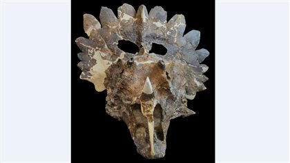 The spines and frills around the skull were probably for species recogitions, say paleontologists.