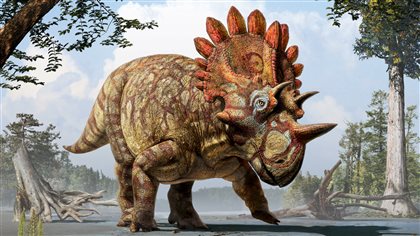 Artist’s rendition of what Regaliceratops peterhewsi probably looked like, based on observations of the skull.