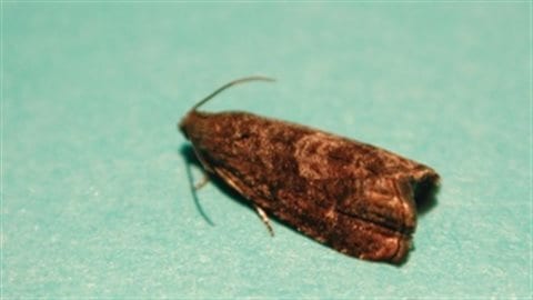 This adult oriental fruit moth is an invasive species that can damage a wide range of fruits. 