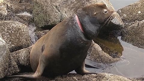 A revived California sea-lion shows the deep wound left by a packing strap which was successfully removed, saving the animal from a slow painful death. Dr Martin Haulena of the Marine Mammal Rescue Centre and his team have developed a method to tranquilize animals in distress
