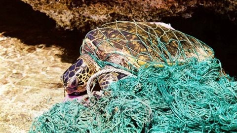 Loggerhead turtle entangled inderelict ‘ghost’ net.