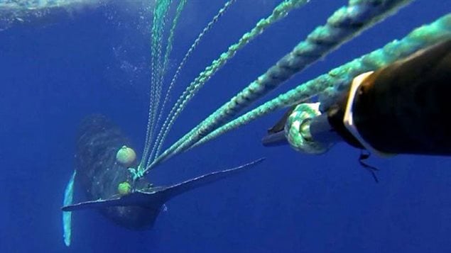 A response team led by the Hawaiian Islands Humpback Whale National Marine Sanctuary, working closely with NOAA Fisheries, successfully rescued an entangled humpback whale in 2013. Rescuers managed to cut away only 40 feet of trailing line on the first day of the response. But they also attached a satellite tag into the trailing gear, allowing them to relocate the animal a few days later. During the second attempt, they removed an additional 200 feet of line and two buoys, completing the rescue