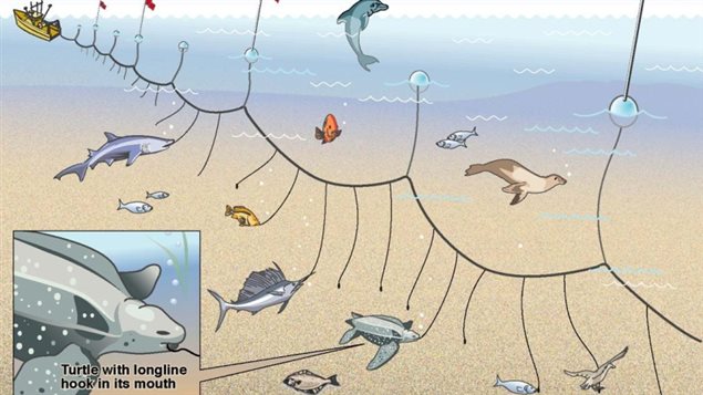 While the target is often tuna and swordfish, longline fishing indiscriminately catches all kinds of marine creatures and birds. up to 25% of the dead catch is thrown back