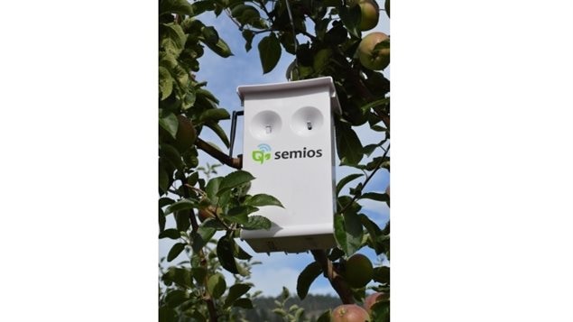 Vancouver-based Semios was approved by Health Canada in May for the first aerosol pheromone on the national market. Semios's system detects moths, and automatically dispenses puffs of pheromone as needed. . Unlike pheromone traps which require  agreat many small traps to be spread through a crop, one spray dispenser is hung in each acre, and doesn't kill the insect, merely confuses it so no mating can take place. greatly reducing the target pest population and the damage they cause