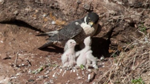 An adult peregrine falcons and two babies are nesting in the Hopwell Rocks park. Last week, a drone disturbed the falcons that are nesting at the park. 