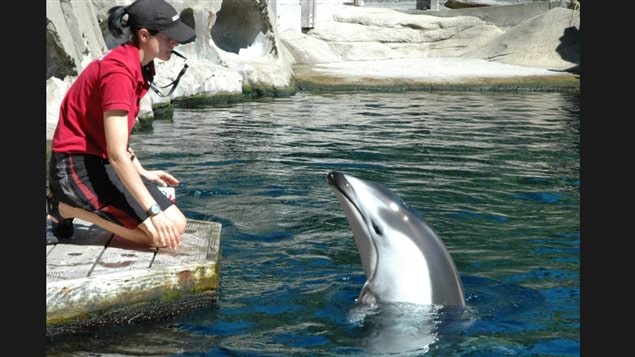 Hana, a Pacific white-side dolphin, seen here working with a trainer at the Vancouver Aquarium, died on Sunday evening in spite of undergoing groundbreaking surgery by an international team to clear an intestinal problem.