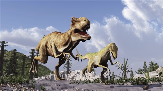Un tyrannosaure chasse un vélociraptor.
