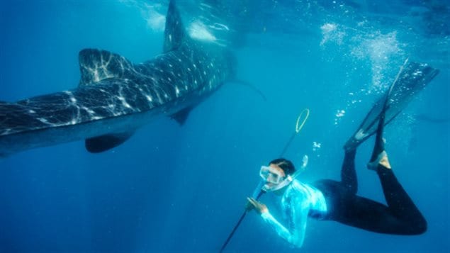 A conservation biologist tags a whale shark off Isla Holbox, Mexico.