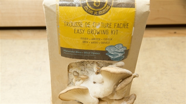 Une trousse pour cultiver des champignons soi-même Une trousse pour cultiver des champignons soi-même