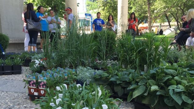 Five gardens with indignous plants were opened in downtown Winnipeg yesterday in an effort to beautify the city, and 'promote indigenous culture'