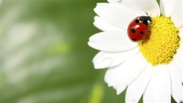 Les insectes sont indispensables à la procréation des fleurs Les insectes sont indispensables à la procréation des fleurs