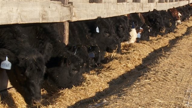 Des boeufs sur une ferme Des boeufs sur une ferme