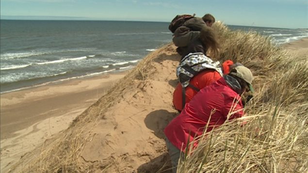 Conservation volunteers planted marram grass in May to try to preserve fragile sand dunes at St. Peters Bay, Prince Edward Island.