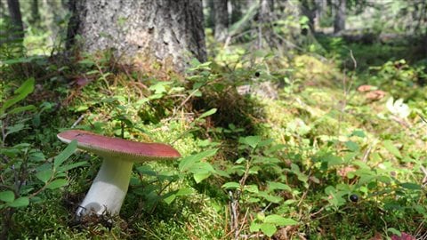 A healthy forest exists in symbiosis with fungi in the soil. Pine mortality caused by mountain pine beetle attack causes changes in soil fungi to occur, which can have negative effects on pine seedlings and their survivability