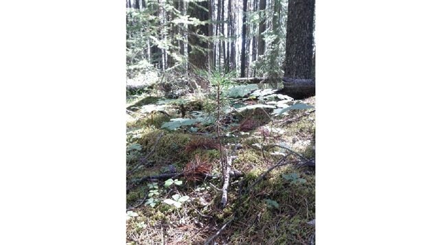 Pine seedling growing in the understory of a pine forest.  Survival rates of seedling diminish greatly when beetles kill off mature trees along with the fungi in their roots and the soil