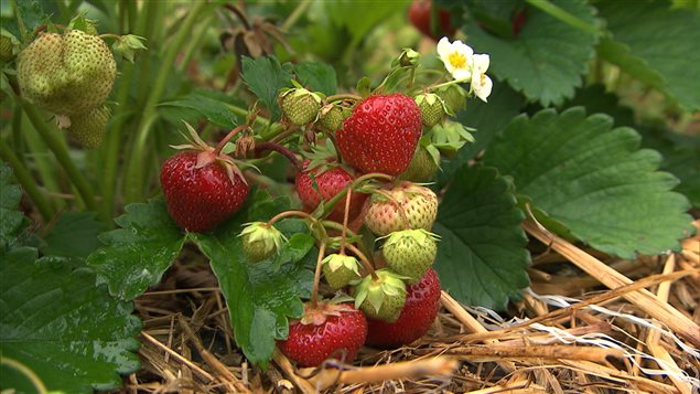 La culture de fraises