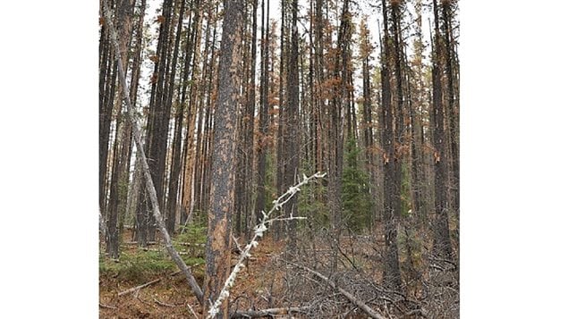  New research shows that there is a serious ripple effect when pine beetles kill mature pine trees, weakening seedlings and greatly affecting their survivability