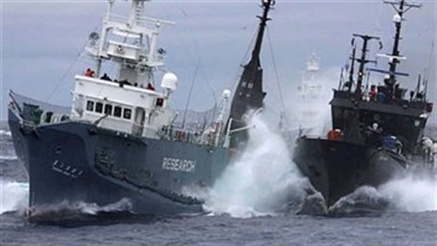 The Sea Shepherd Conservation Society Farley Mowat tangles with a Japanese whaler in the Antarctic. Founded by Canadian Paul Watson, possibly many hundreds of whales and other sea creatures have been saved by Sea Shepherd’s “unconventional” methods 