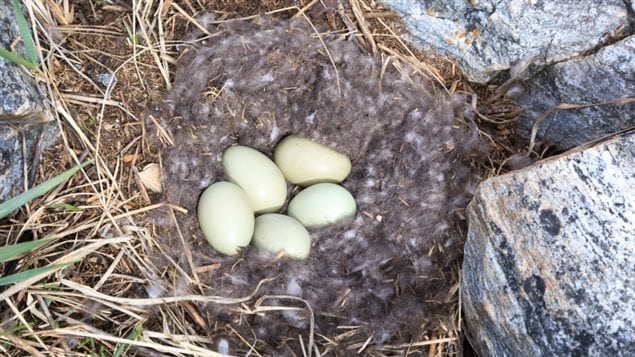 An eider duck nest is pictured, filled with fawn-coloured duck down and five eggs.