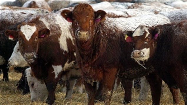 Livestock producers in Canada said the labelling requirement created costly overhead, and logistical problems for an integrated industry where animals might cross the border multiple times. The COOL lawas have created a disincentive for US processors to buy Canadian livestock. The US claimed it was for food safety reasons, Canada and Mexico claim it is protectioniism and have won repeatedly at the WTO that COOL violates trade laws.