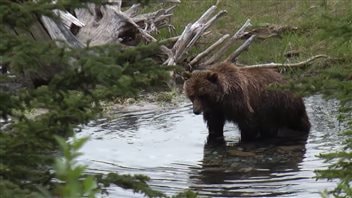 While most Canadians don’t live cheek-by-jowl with wildlife, a majority of us have seen animals in the wild