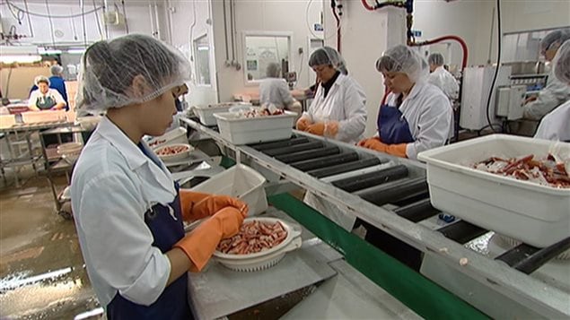 Des travailleurs étrangers dans une usine de poissons. 