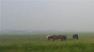 萨斯喀彻温绿油油的牧场失去了蓝天白云的相伴