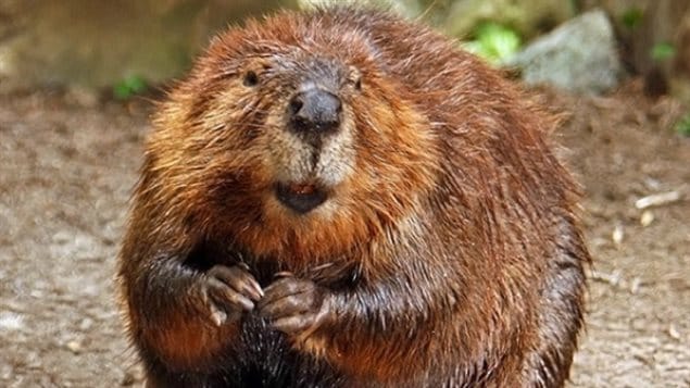 In spite of living mostly in urban settings, a majority reported they have seen Canada's national symbol, a beaver in the wild