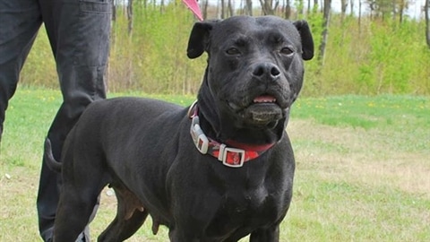 Smile, pitbull femelle de cinq ans. Disponible pour adoption à la SPA de Trois-Rivières au Québec l'été dernier.