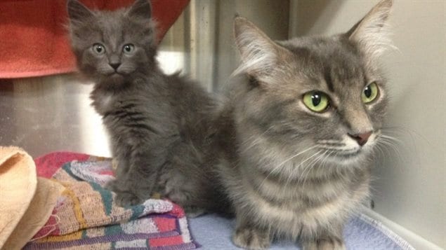 Smokey, right, and her kitten Milou are shown here in their temporary home at the Montreal SPCA on Tuesday. 