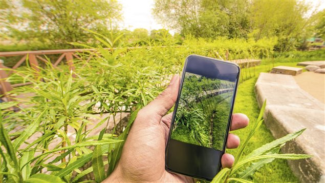Un jardinier utilise son téléphone pour identifier ses plantes. Un jardinier utilise son téléphone pour identifier ses plantes.