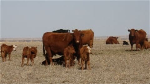 Prairie farmers in Canada have faced several summers of drought in succession. The drought this year has many scrambling to find feed for their cattle.Canada now has the lowest number of cattle since 1993