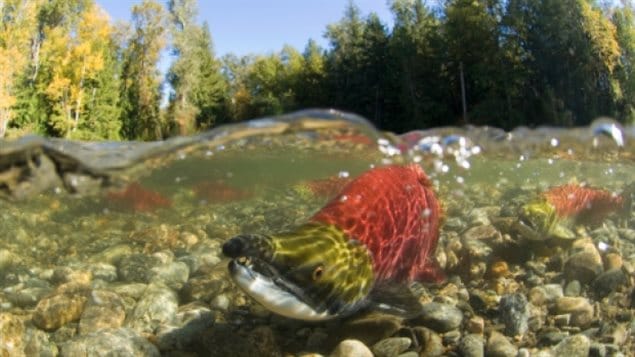 A new report says climate change will lead to a decline in salmon stock and drive up the price of fish significantly in the coming decades. 