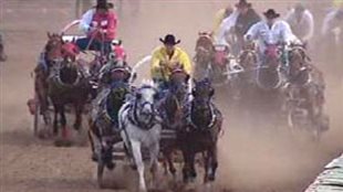 A horse had to be euthanized after it broke a leg during this chuckwagon race in 2009. We see four teams of horses racing amidst clouds of dust.