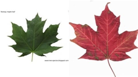 On the left is a photo of the (invasive)  Norway maple leaf, which botanists say appears on the new polymer bills. On the right is a leaf from the sugar maple, the Canadian species that appears on the national flag.