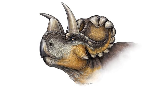 Artistic concept of what the newly discovered dinosaur with haavily horned frill, probably looked like