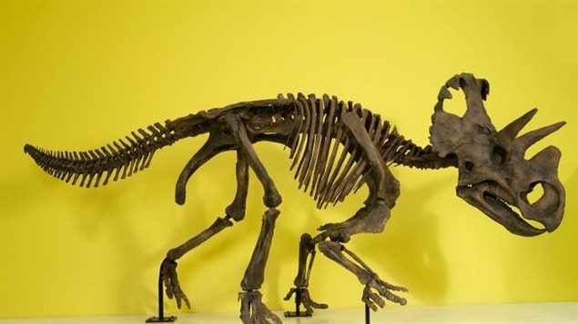 The ROM display of the unique new species, ancestor of triceretops, with a ruggedely horned head sheild and early evolution of a nose horn