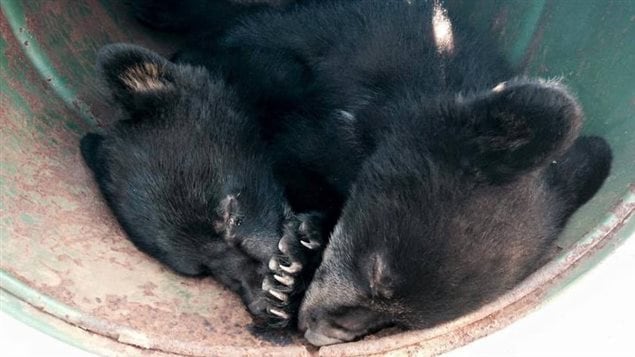 Les deux oursons dormaient en attendant le retour de leur mère.