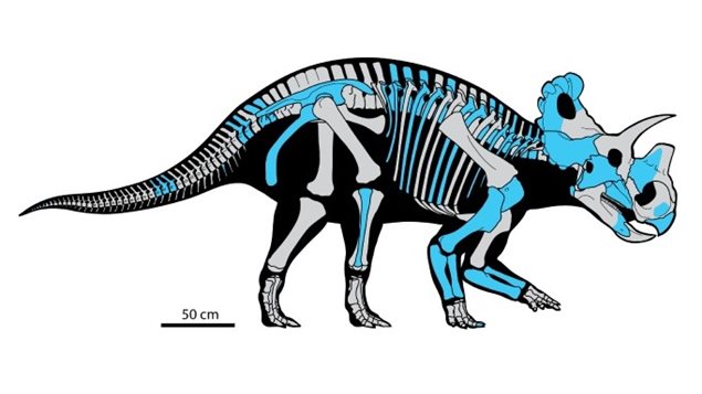 Reconstruction of Wendiceratops pinhornensis skeleton showing the bones that have been found to date in blue. Credit: Danielle Dufault. 